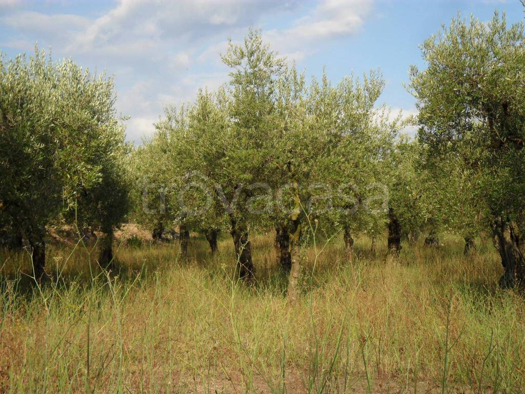 immagine annuncio 10 di 11