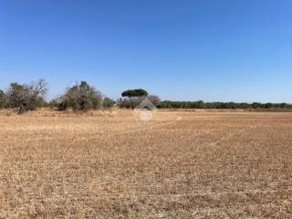 Terreno agricolo in vendita ad alezio contrada arpa