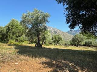 Terreno agricolo in vendita a venafro strada bonifica romana