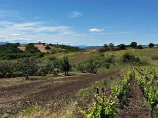 Terreno agricolo all'asta a filiano contrada canalicchio, n. snc