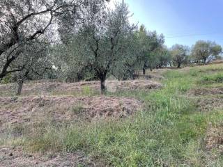 Terreno agricolo in vendita a uzzano via matteotti