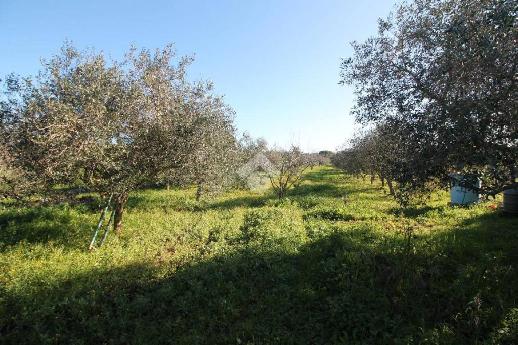 immagine annuncio 11 di 14
