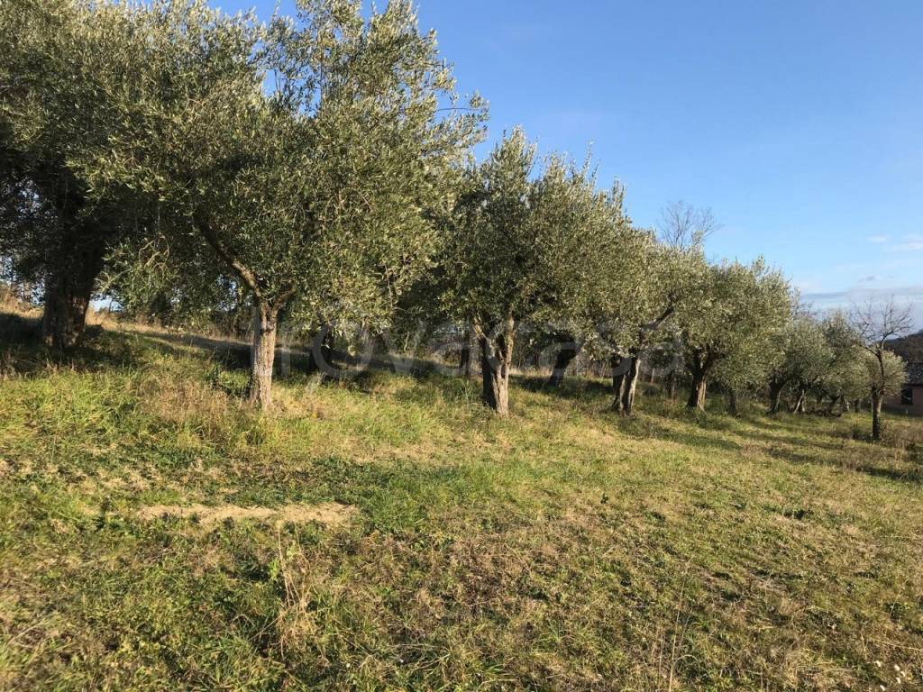 immagine annuncio 4 di 14