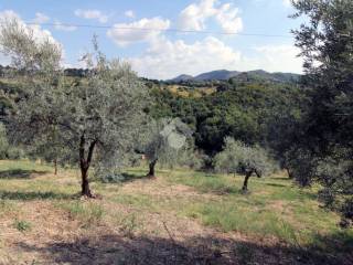 Terreno agricolo in vendita a salisano via rocca