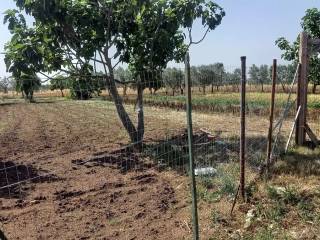 Terreno agricolo in vendita ad altamura diga saglioccia s.n.c.