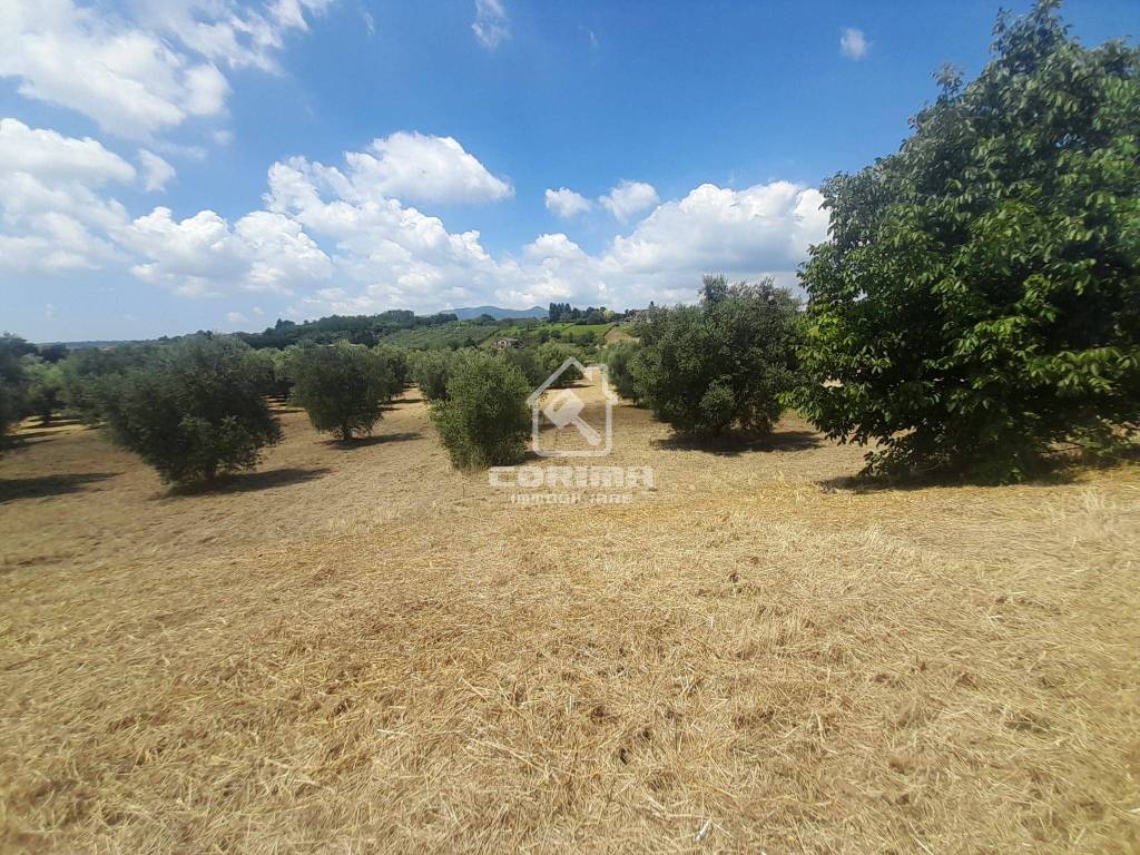immagine annuncio 4 di 8