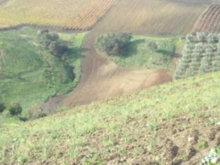 Terreno agricolo in vendita a lavello via torre ardente