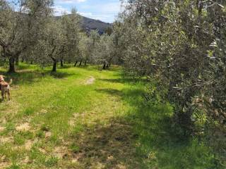 Terreno agricolo in vendita a livorno via del limoncino, 75