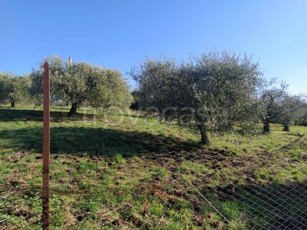 immagine annuncio 7 di 11