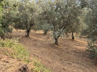 Terreno residenziale in vendita a siena 