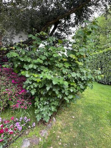 immagine annuncio 4 di 9