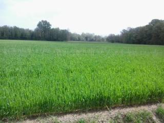 Terreno agricolo in vendita a como 