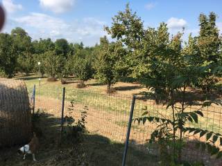 Terreno agricolo in vendita a frinco piazza umberto i