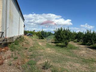 Azienda agricola in vendita a policoro via san giusto, 15