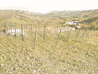 Terreno agricolo in vendita ad ascoli piceno via guglielmo oberdan