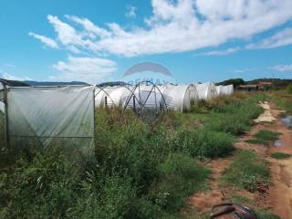 Terreno agricolo in vendita a piombino località sant'albinia