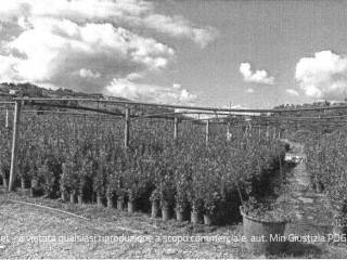 Terreno agricolo in vendita a carassai contrada sabbione