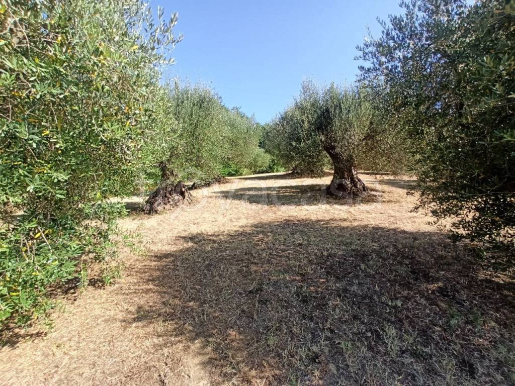 immagine annuncio 5 di 13