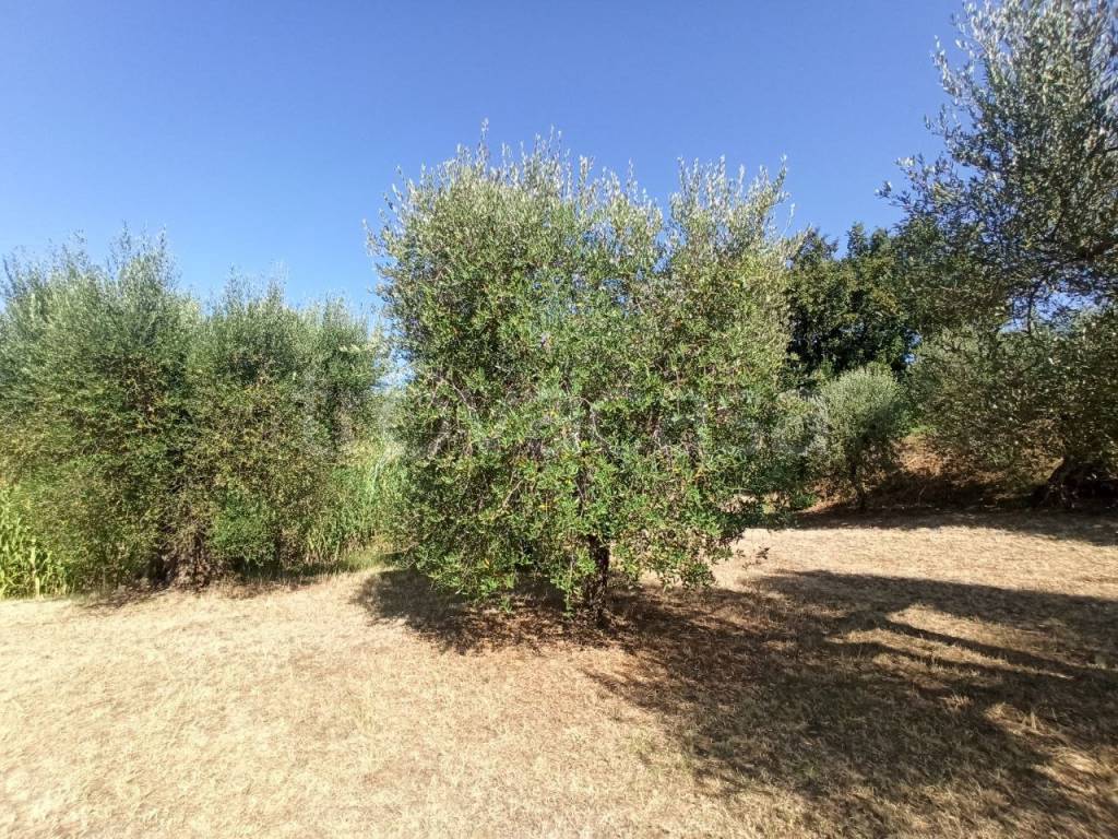immagine annuncio 8 di 13