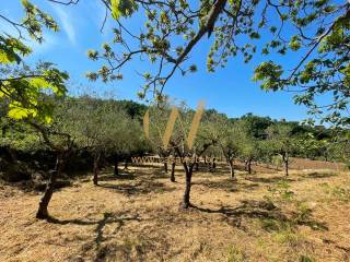 Terreno agricolo in vendita a caserta via della pineta