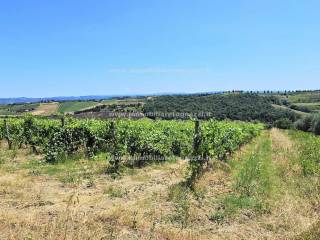 Terreno agricolo in vendita a san gimignano zona campagna