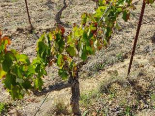 Terreno agricolo in vendita a serdiana strada comunale stani saliu