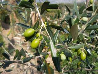 Terreno agricolo in affitto a impruneta via imprunetana per pozzolatico, 197