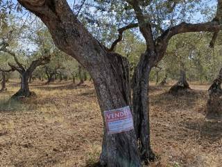 Terreno agricolo in vendita a venosa strada provinciale venosina