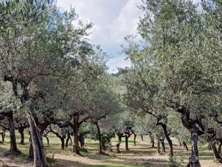 Terreno agricolo in vendita a loreto aprutino contrada pretore