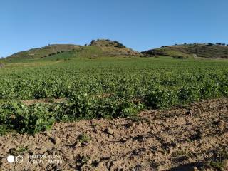 Terreno agricolo in vendita a gela sp82