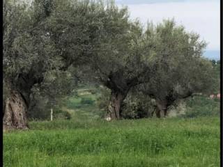 Terreno agricolo in vendita a montorio al vomano contrada fonte della corte