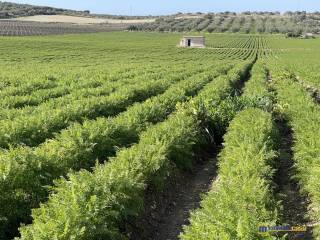 Terreno agricolo in vendita a noto c.da maccari