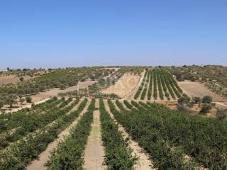 Terreno agricolo in vendita a noto c.da bommiscuro