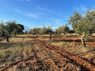 Terreno agricolo in vendita a noci strada vicinale foggia nuova cancello