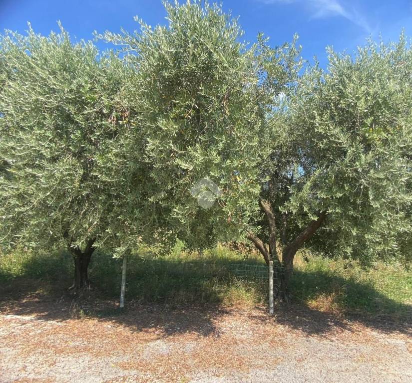 immagine annuncio 8 di 11