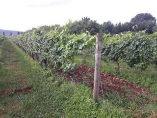 Terreno agricolo in vendita a farra d'isonzo via giuseppe colombo