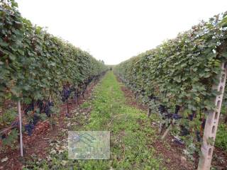 Terreno agricolo in vendita a la morra strada provinciale barolo la morra cherasco