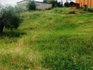 Terreno agricolo in vendita a magliano in toscana frazione colle di lupo, 1