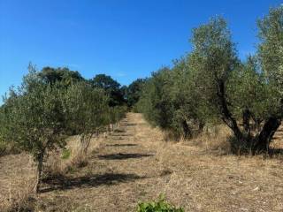 Terreno agricolo in vendita a bolsena via cassia nord