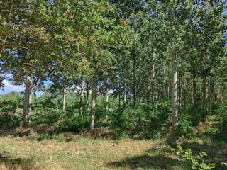 Terreno agricolo in vendita a scaldasole sp206