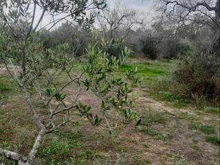 Terreno agricolo in vendita a cannole sp48