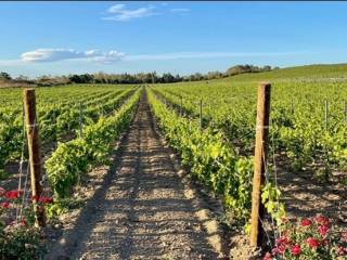 Terreno agricolo in vendita a torrazza coste 