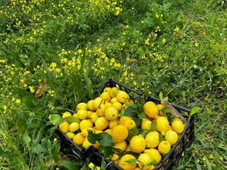 Terreno agricolo in vendita a pozzuoli via monterusso