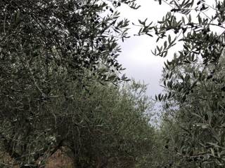 Terreno agricolo in vendita a bertinoro via rio rose, 1311