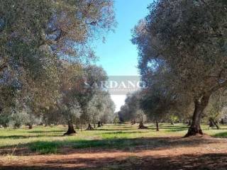 Terreno agricolo in vendita a carovigno 