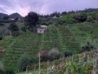 Terreno agricolo in vendita a carrara via acquafiora