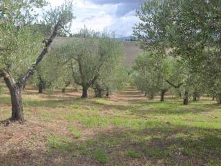 Terreno agricolo in vendita a rosignano marittimo loc. pianacce