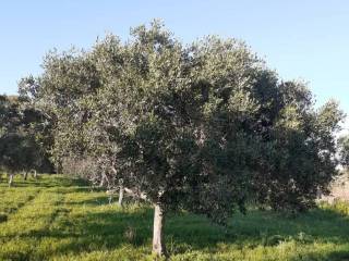 Terreno residenziale in vendita a trapani strada solfarello