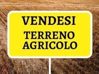 Terreno agricolo in vendita a nettuno via delle grugnole