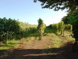 Terreno agricolo in vendita a orvieto sp44